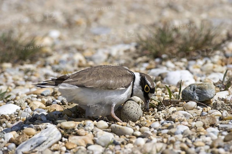 Flussregenpfeifer (Charadrius dubius) Little Ringed Plover
