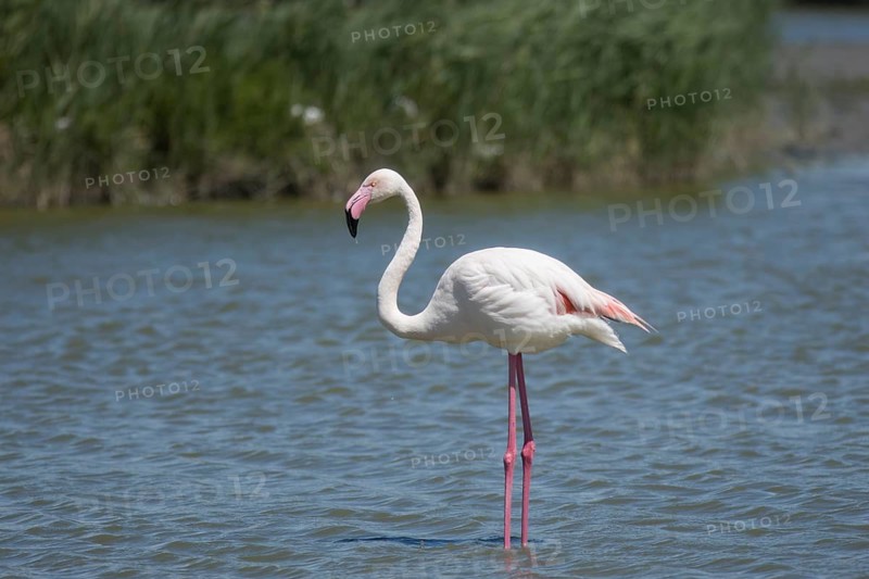 Greater Flamingo (Phoenicopterus roseus), marshland near the Rhône delta, Provence, Camargue, France
