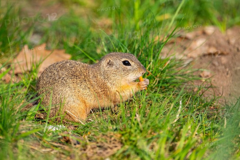 European ground squirrel (Spermophilus citellus) on a meadow, Bavaria, Germany
