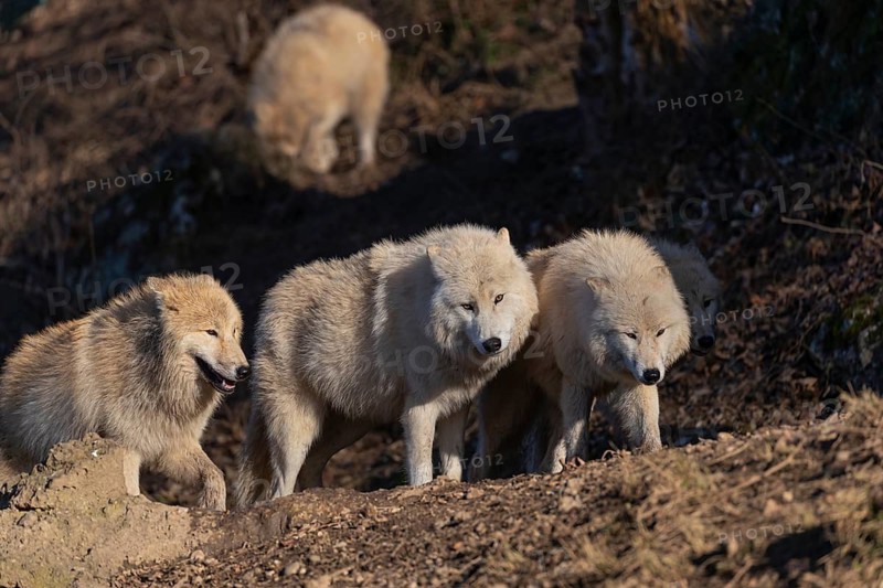 Five adult Arctic wolves (Canis lupus arctos) walking through a forest on hilly ground. Early morning light