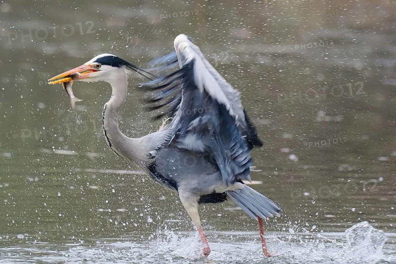 A grey heron (Ardea cinerea) catches a fish in the water, surrounded by splashing water and outstretched wings, Hesse, Germany