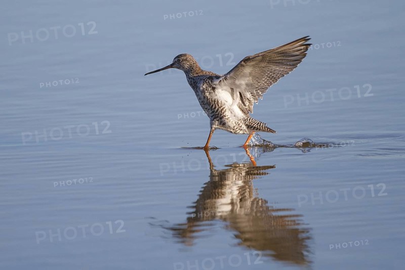 Spotted Redshank (Tringa erythropus), Spain