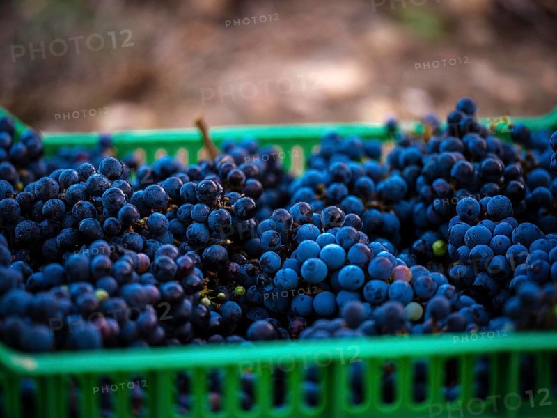 A close-up of freshly harvested grapes in a green crate at a vineyard in Mallorca, Spain. The image captures the rich blue tones and freshness of the grapes, ready for winemaking
