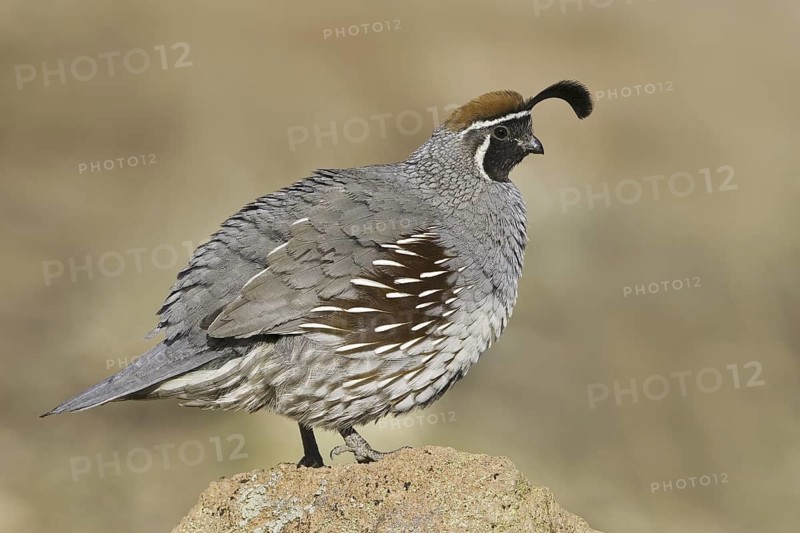 Gambel's Quail (Callipepla gambelii) male, Arizona, USA