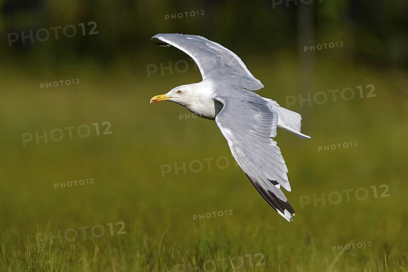 Herring Gull, Animals, Birds, Family of Gulls, (Larus argentatus), Aerial view, Lentiira, Lentiira Kuhmo, Finland
