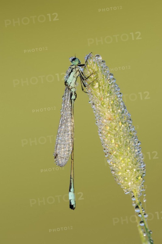 Blue-tailed damselfly (Ischnura elegans), male with dewdrops, North Rhine-Westphalia, Germany