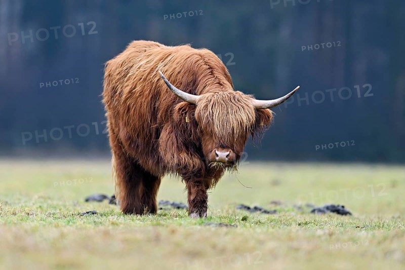 Highland cattle (Bos taurus), adult animal eating grass in a meadow, Switzerland