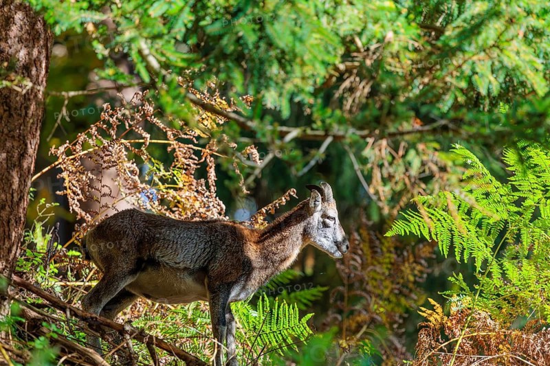 A female European mouflon (Ovis aries musimon) stands in the dense undergrowth of a forest on a rocky slope. Czech Republic