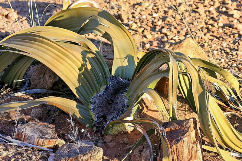 A dry landscape with a desert plant and green leaves in the sunlight, surrounded by stones, The Welwitschia in the dry landscape near Twyfelfontein in Namibia (Welwitschia mirabilis)