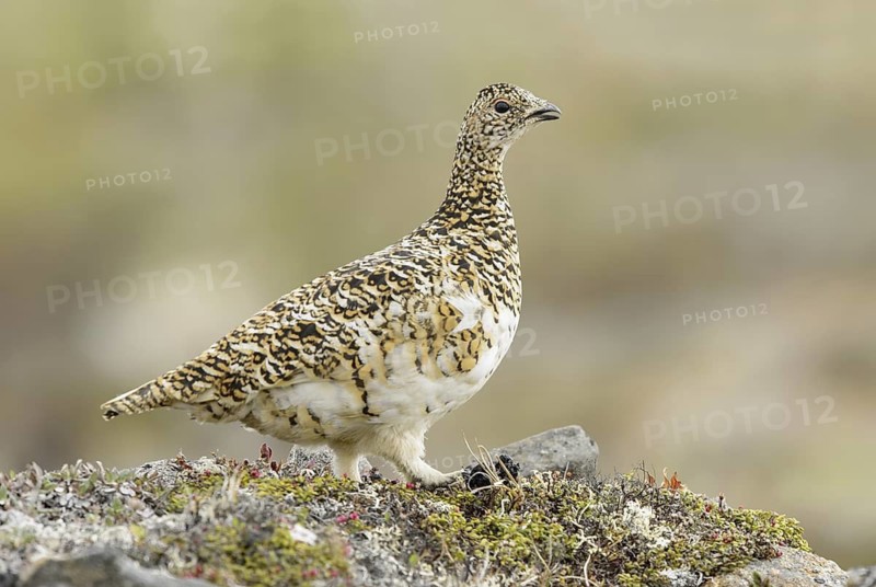 Rock Ptarmigan (Lagopus muta) female, Alaska, USA