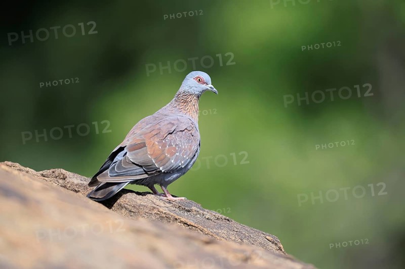 Guinea Pigeon (Columba guinea), Streak-necked Pigeon, adult, on rocks, foraging, Mountain Zebra National Park, Eastern Cape, South Africa