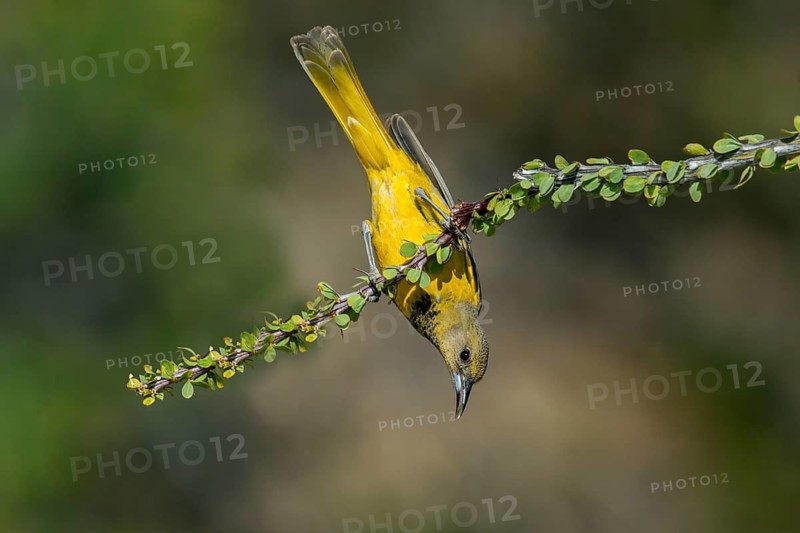 Scott's Oriole Icterus parisorum Santa Rita Mountains, Pima County, Arizona, United States 18 May Adult Female Icteridae