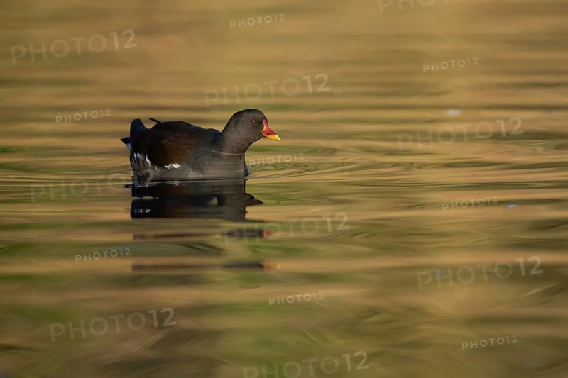 Moorhen (Gallinula chloropus) adult bird on a lake, England, United Kingdom