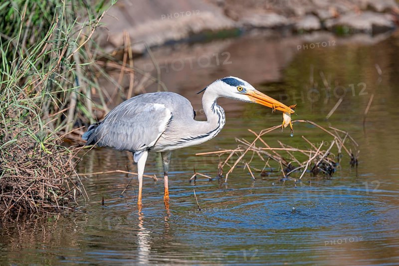 Grey heron (Ardea cinerea) with frog in beak, eating a captured frog, Kruger National Park, South Africa