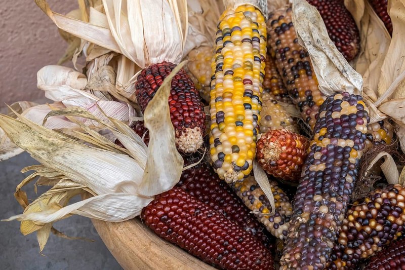Corn (Zea mays), husk with coloured corn, corn cobs in different colours, Kaltern, South Tyrol, Italy