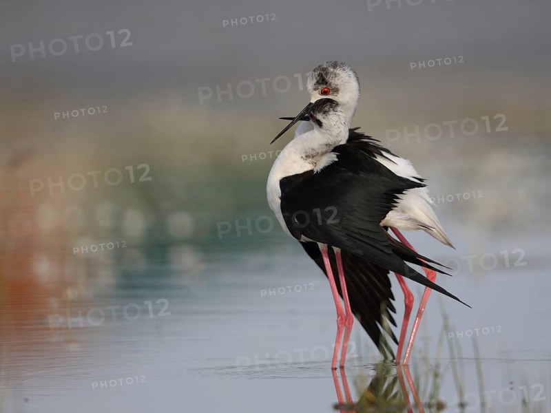 Black-winged Stilt (Himantopus himantopus) pair displaying, Spain