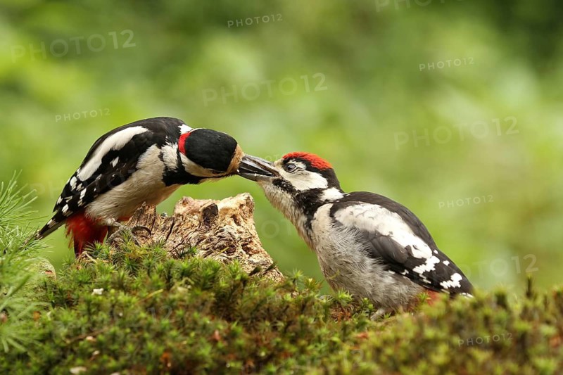 Great Spotted Woodpecker (Dendrocopos major) juvenile, Lower Saxony, Germany