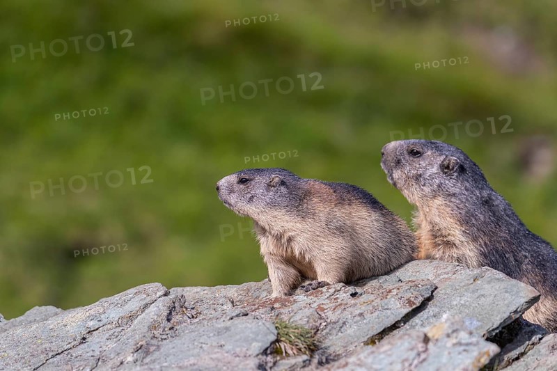 One adult Alpine Marmot, Marmota marmota, and one young marmot sitting resting on a rocky rim