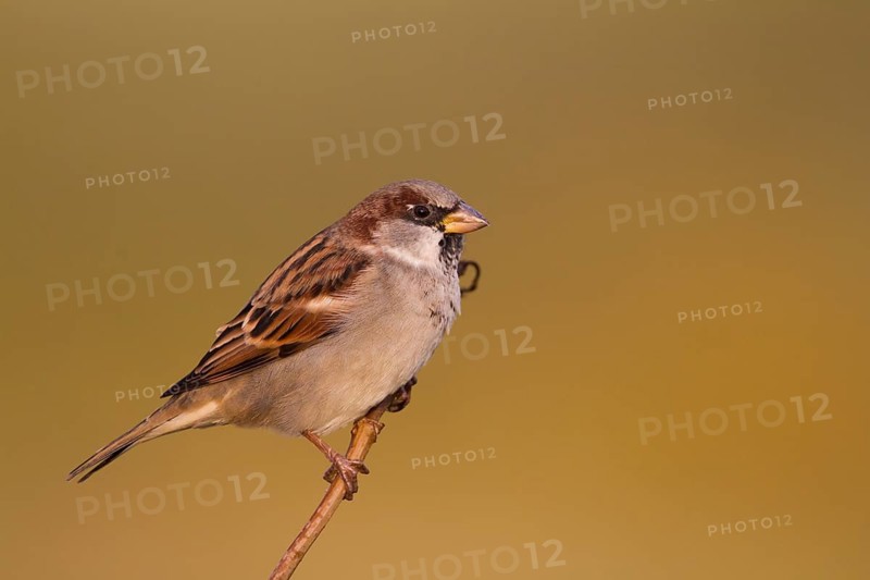 House Sparrow - Haussperling - Passer domesticus ssp. domesticus, adult male, Germany