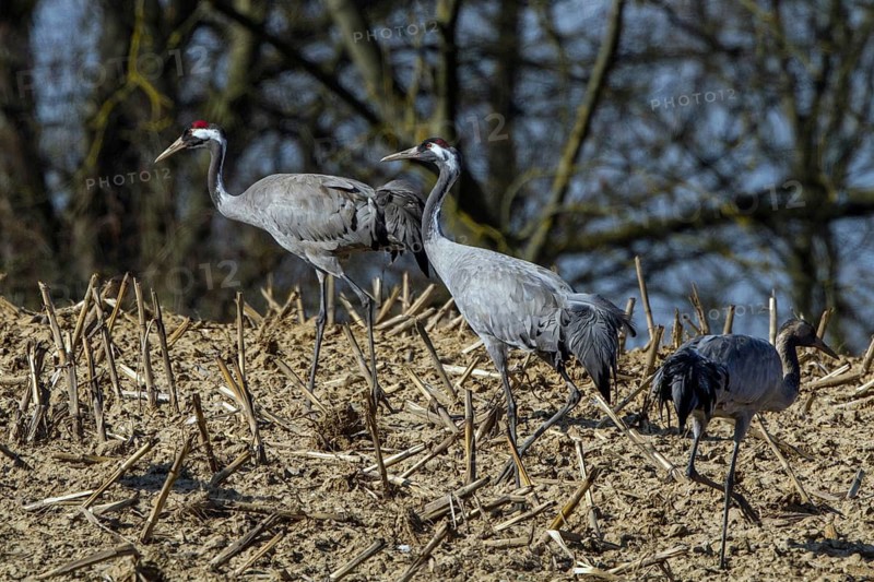 Common Crane (Grus grus) foraging, Mecklenburg-Western Pomerania, Germany