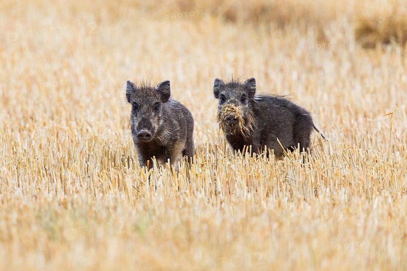 Wild boar (Sus scrofa), two piglets on a field of stubble, looking alert, Hesse, Germany