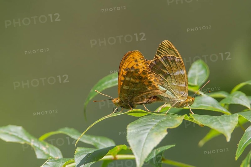 Silver-washed fritillary butterfly (Argynnis paphia) two adult butterflies insects mating on tree leaf in summer, Suffolk, England, United Kingdom