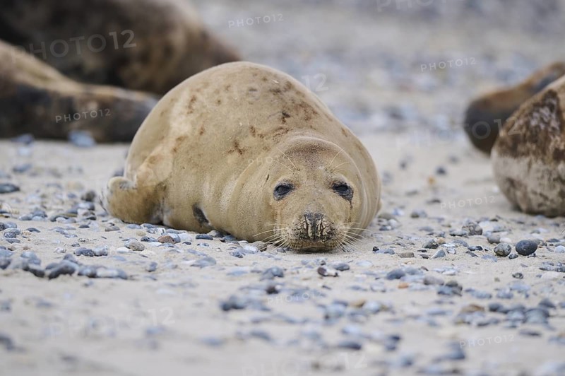 Grey seal (Halichoerus grypus) lying on the beach, Düne, Helgoland, Schleswig-Holstein, Germany