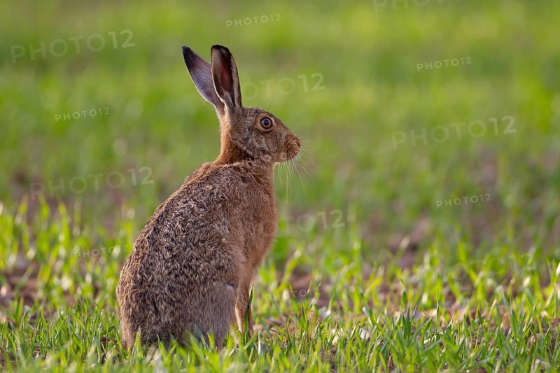 European brown hare (Lepus europaeus) adult animal in a farmland cereal crop in the spring, England, United Kingdom