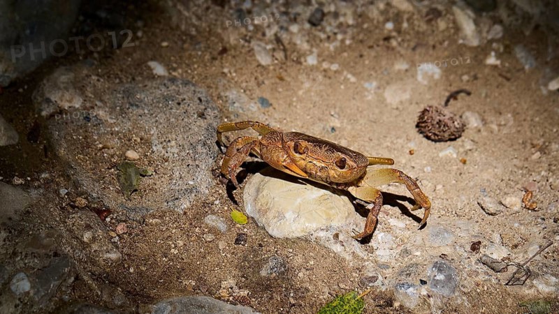 A freshwater crab (Potamon potamios) on sandy ground surrounded by stones in the play of light, Butterfly Valley, Butterfly Valley, Rhodes, Dodecanese, Greek Islands, Greece