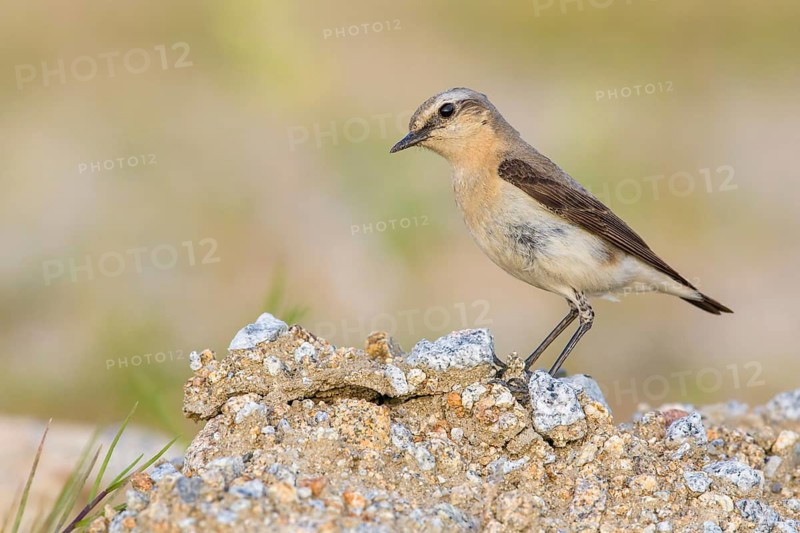 Northern Wheatear (Oenanthe oenanthe) female, Poland
