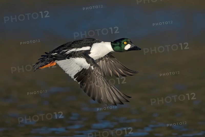 Common Goldeneye (Bucephala clangula) male flying, Alaska, USA