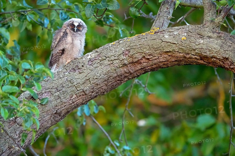 Long-eared owl, (Asio otus), juvenile, chick, perch, animals, birds, owls, Hockenheim, Baden-W¸rttemberg, Germany