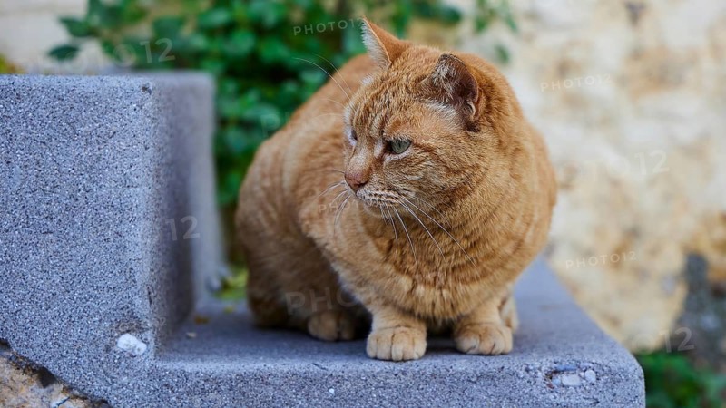Orange cat sitting on a stone staircase, looking attentively, green leaves in the background, cats, Rhodes old town, Rhodes town, Rhodes, Dodecanese, Greek Islands, Greece
