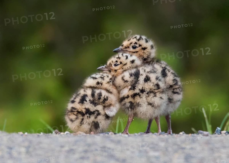 Three tiny Bonaparte's Gull (Chroicocephalus philadelphia) chicks at Prince Albert National Park, Saskatchewan