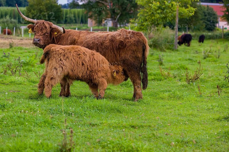 One Highland cow (Bos primigenius taurus) suckling her calf