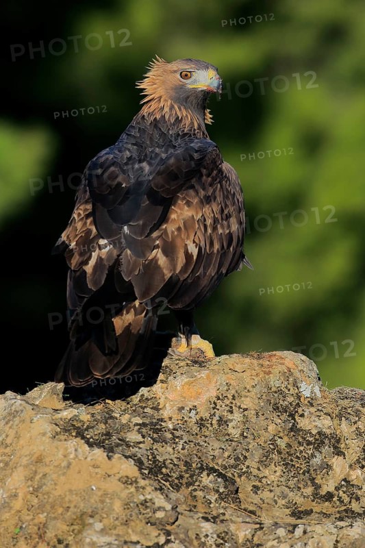 Golden Eagle (Aquila chrysaetos) male, Andalusia, Spain