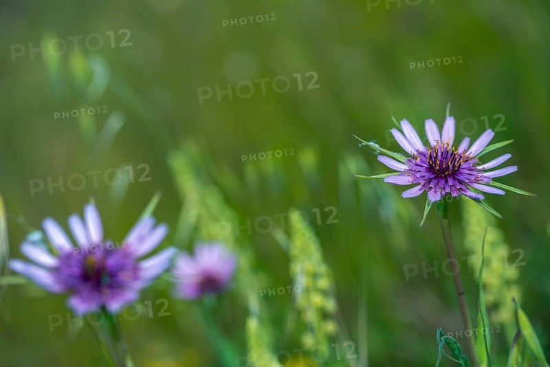 Asteraceae, oyster plant, granelli, haverroot, Italy, Jerusalem starling, daisy, pantani cuba and longarini, purple goatbeard, tragopogon porrifolius, migratory bird sanctuary, Pantani Cuba & longarini migratory bird sanctuary, common salsify, flora, Italy, oyster plant, plants, purple salsify, Sicily, foundation per species variety, vegetable oyster