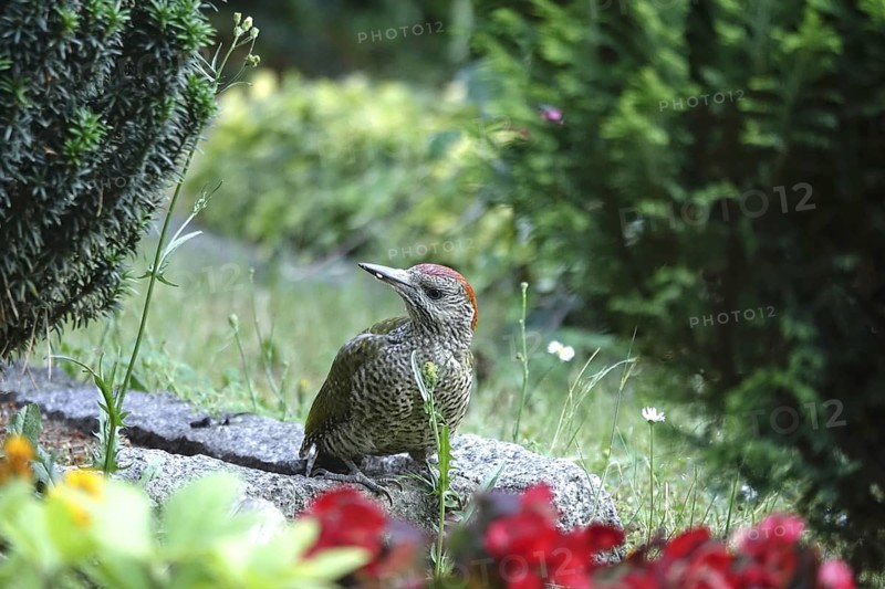 Green woodpecker (Picus viridis), June, Germany