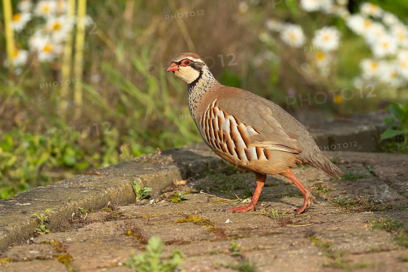 Red legged or French partridge (Alectoris rufa) adult bird on an urban garden patio, England, United Kingdom