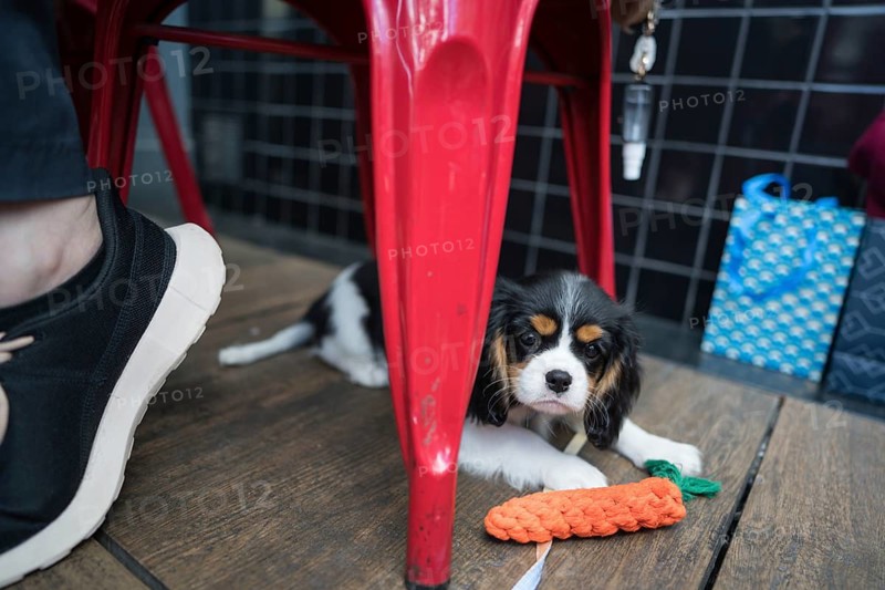 Adorable puppy lounging under a bright red chair at a restaurant, playfully chewing on a toy carrot. The cozy scene captures the pup's relaxed demeanor in a social setting