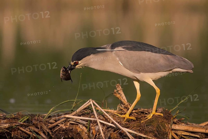 Black-crowned Night Heron (Nycticorax nycticorax) with fish prey in beak, Subotica, Serbia