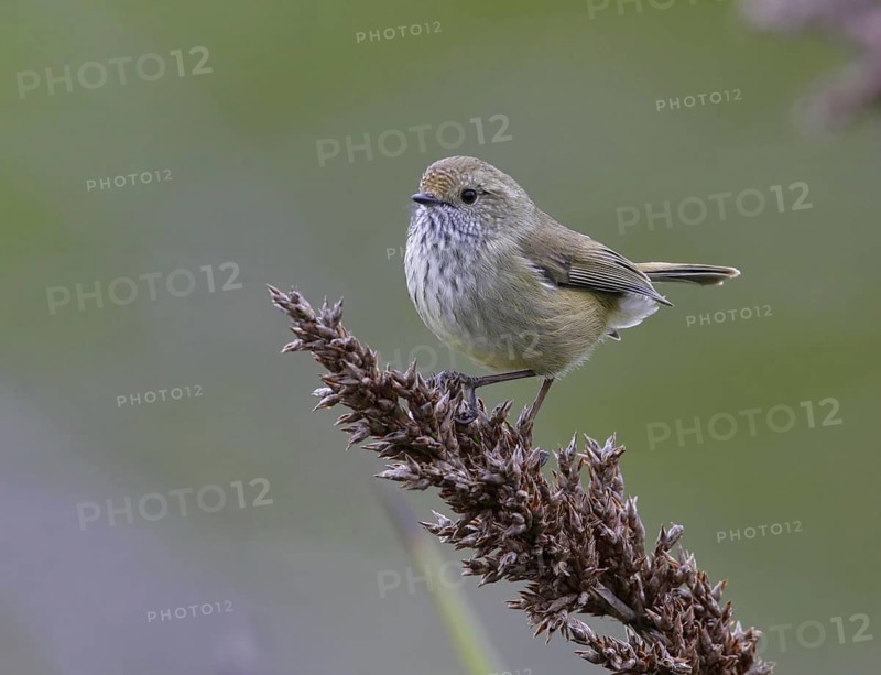Brown Thornbill (Acanthiza pusilla), Victoria, Australia