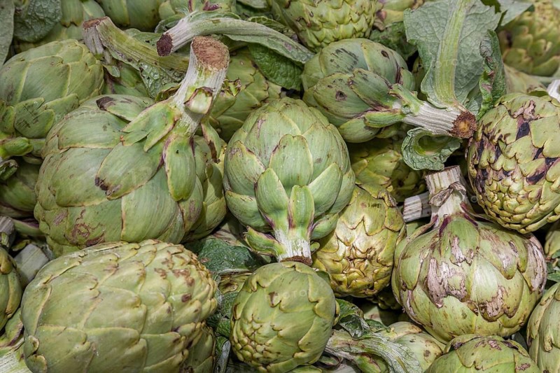 Artichokes (Cynara cardunculus, syn. Cynara scolymus), Majorca, Balearic Islands, Spain