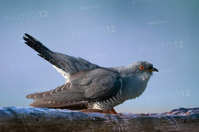 Cuckoo, cuculus canorus, cuckoo, birds, birds