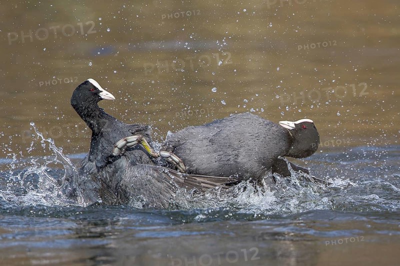 Two coots (Fulica atra) fighting in the water and causing splashing spray, Hesse, Germany