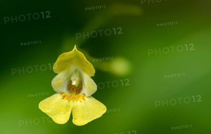 Balsaminaceae, impatiens parviflora, small springwort, small springwort, Siberian springwort, springwort, flora, plants, plants, small balsam, small-flowered touch-me-not, springwort