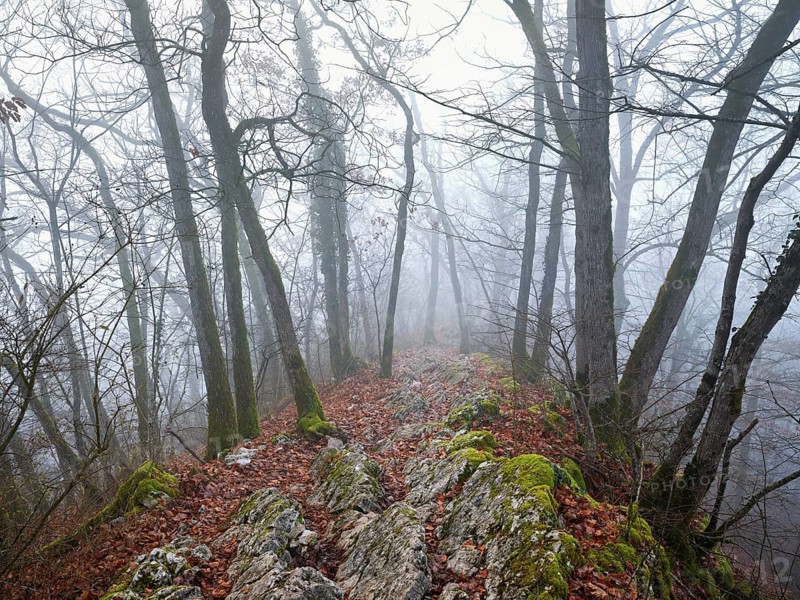 Trees surrounded by moss-covered, distinctive limestone formation, Lägerngrat, Baden, Canton Aargau, Switzerland