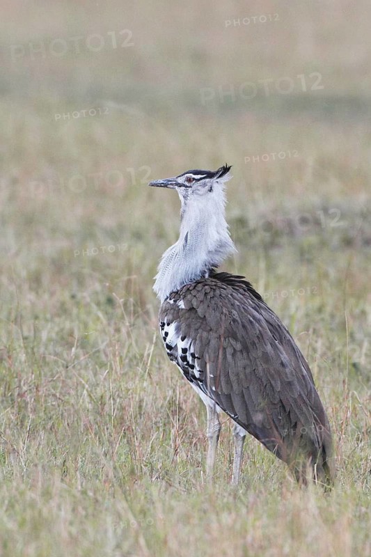 Kori Bustard (Ardeotis kori), Masai Mara, Kenya