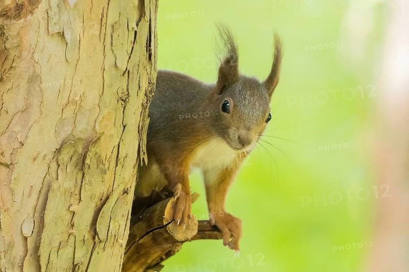 A squirrel (Sciurus vulgaris) on a tree trunk in a green environment, Hesse, Germany