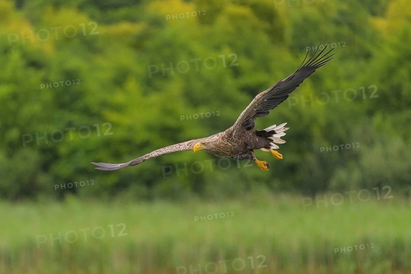 White-tailed eagle (Haliaeetus albicilla), in flight over a landscape of reeds and lakes, Mecklenburg-Western Pomerania, Germany